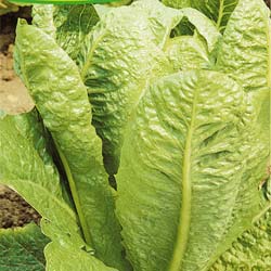 Lechuga Romana